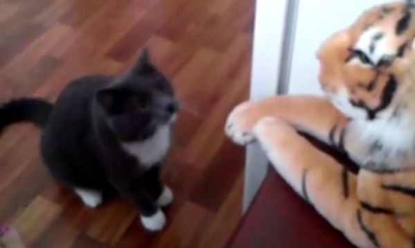 TheirBest's tweet image. Hilarious attack of a cat on stuffed tiger
buzzy.club/2015/12/16/cat…