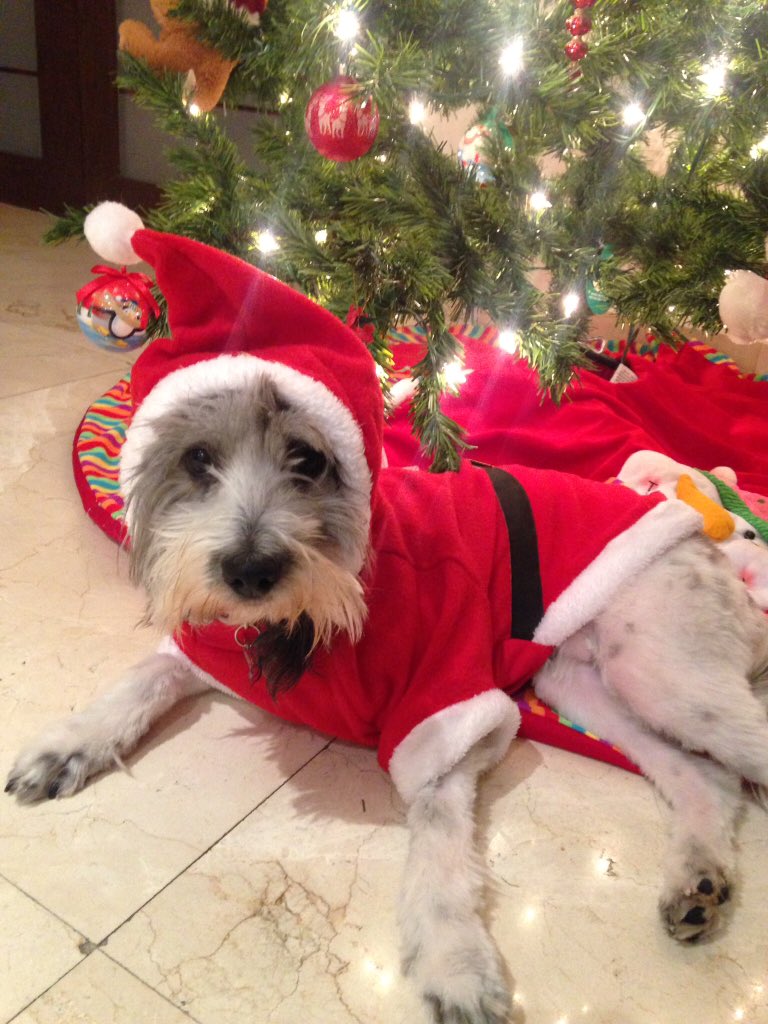 Pauportilla's tweet photo. Aquí Mikaela con su traje de Santa #VacacionesParaSanta https://t.co/jvQ1Brwl2p