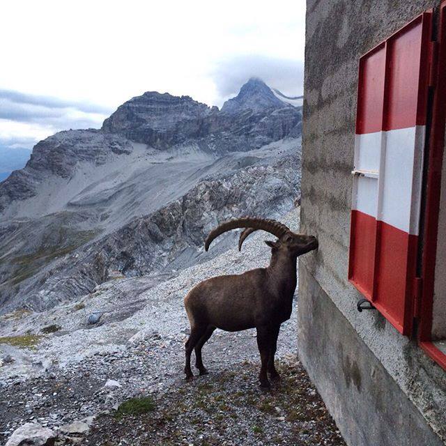 Природа #inLombardia | Вы оставите меня снаружи? 

Foto: #RifugioQuintoAlpini