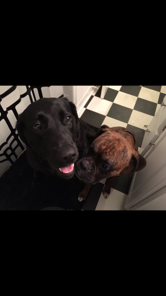 AllyVale's tweet photo. @joeimel please help me find my puppies! They got out of the fence on Covington street! Huck and Susie https://t.co/aZlmX2YK7L