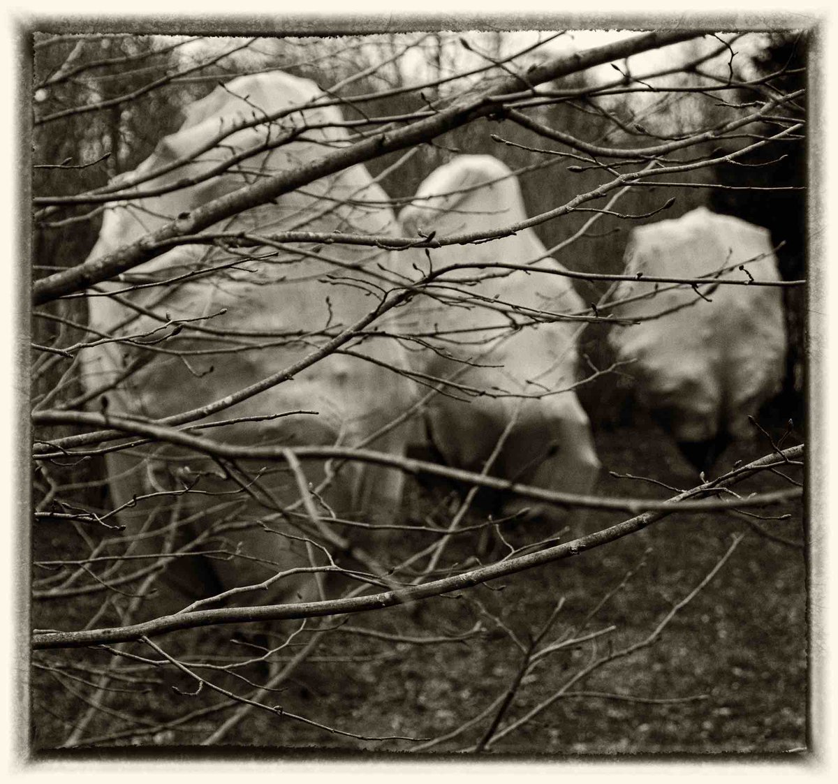 It may not feel like winter, but nature is bundled up tight <a href="/CaniosBooks/">Canio's Books</a> via Kathryn Szoka bit.ly/1IbOLxU