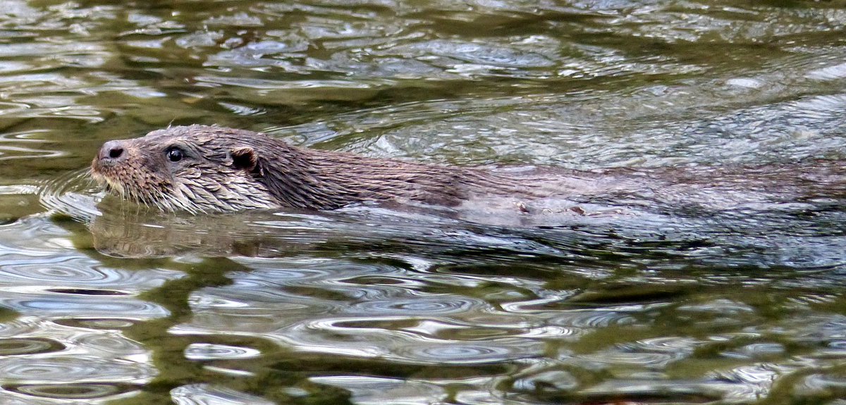 wildlife_news's tweet photo. RT @PeterWi66585234: @wildlife_uk @NatureUK Otter. Taken a couple of weeks ago. https://t.co/DPkI95EQ94