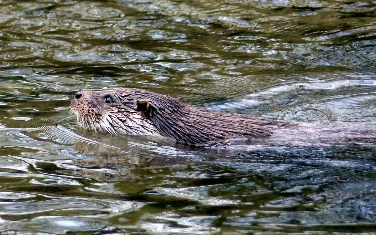 wildlife_news's tweet photo. RT @PeterWi66585234: @wildlife_uk @NatureUK Otter. Taken a couple of weeks ago. https://t.co/DPkI95EQ94