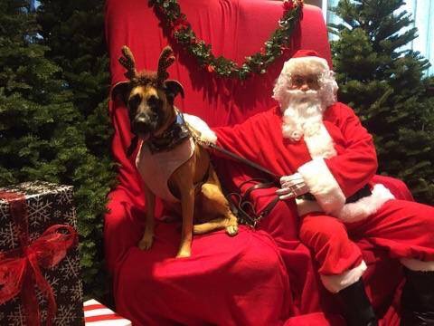 OriginalNFV's tweet photo. #Adopt Remy! A great dog displaced by the #MiddletonFire You can find him at The #NapaAnimalShelter #Napa #Rescue ๐ถ https://t.co/Rh3LWZ6n8J