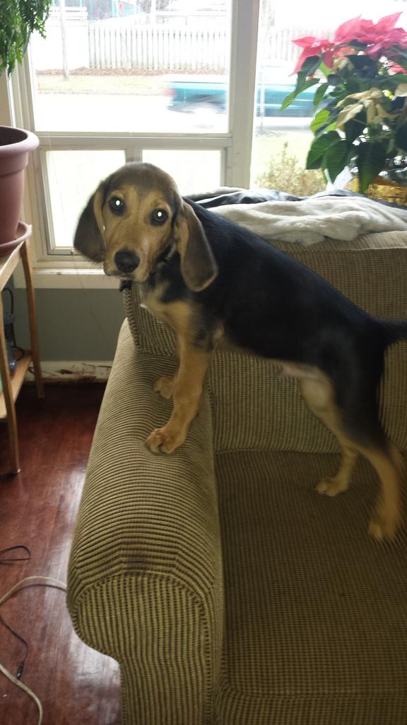 evo_mather's tweet photo. Hes kinda cute when he doesnt require your flesh for a blood sacrifice....#bitesfordays #insanepuppy https://t.co/X1FqsrkjAB