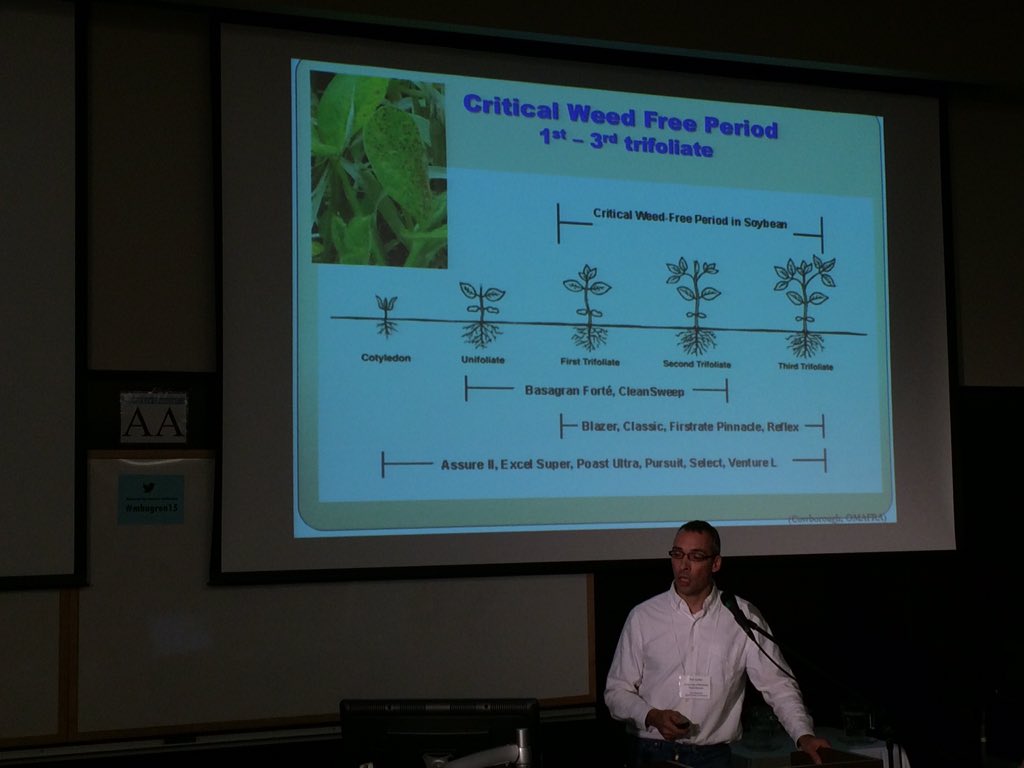 Rob Gulden faster herbicide volunteer canola control during first trifolates important to soybean yield #mbagron15