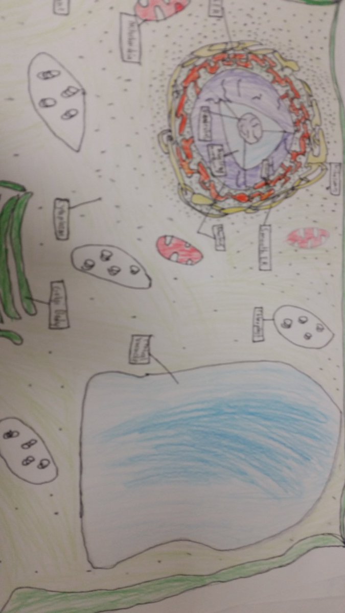 MrsBFerraro's tweet photo. Cell project! 3d model or illustration! @MrsChifulini @OurKnightlyNews #8thgrade #sciencerocks #cellstructures https://t.co/ErV96qkaBw