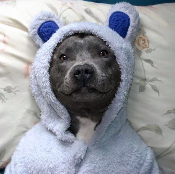 thedogreference's tweet image. Read me a bedtime story  #dogtalk  #doglove #doglovers