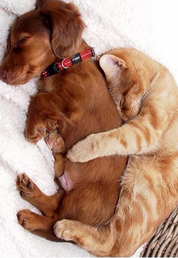 thedogreference's tweet image. Spooning  #doglove #doglovers