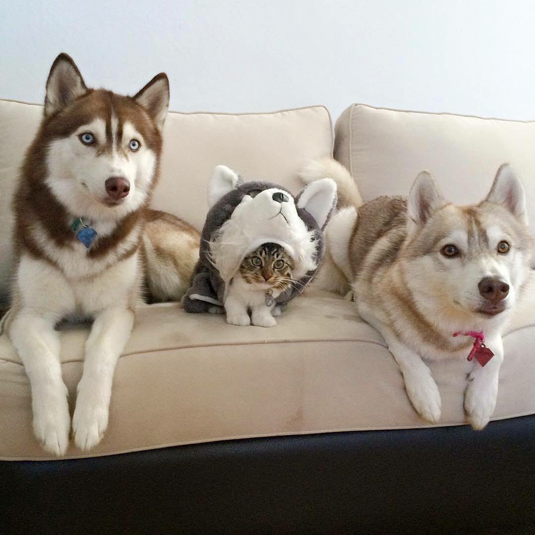 thedogreference's tweet image. Day 12, they still think I'm a husky!  #kittens #HuskyLove