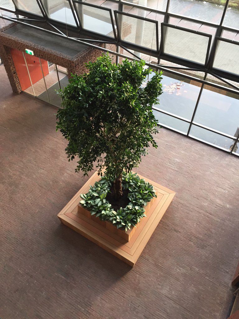 FacadisNL's tweet image. Boom in ons atrium + vacature projectleider glas- en geveltechniek geplaatst: facadis.nl/vacatures