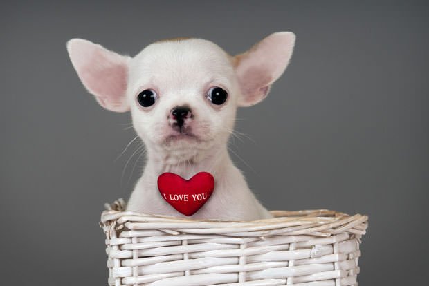 thedogreference's tweet image. This Guy Proposed To His Girlfriend With A Puppy! 
goo.gl/IU4Jrj