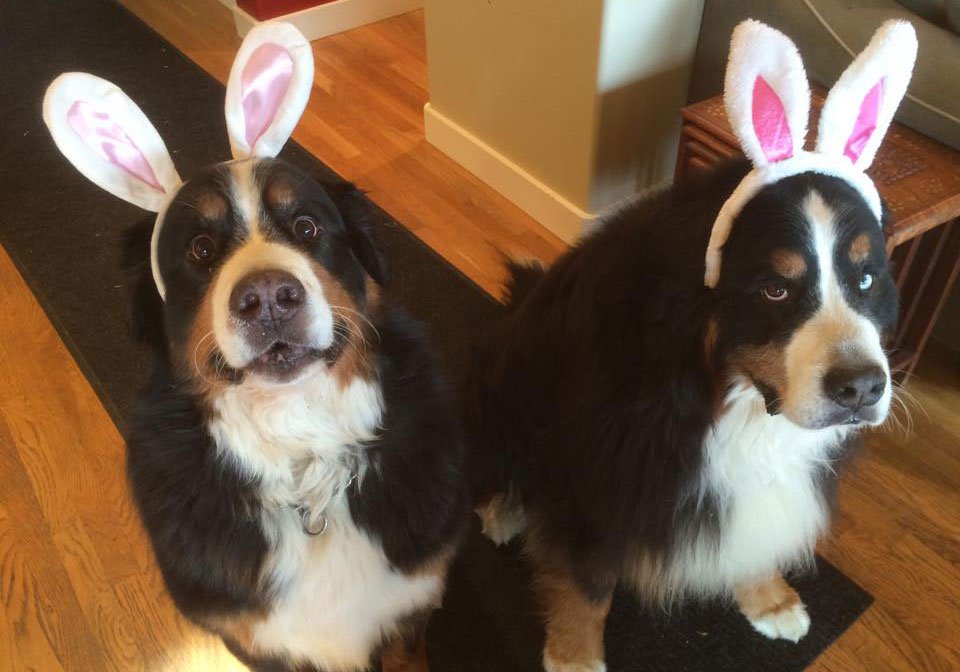 thedogreference's tweet image. Some dogs like clothing. Others? ...