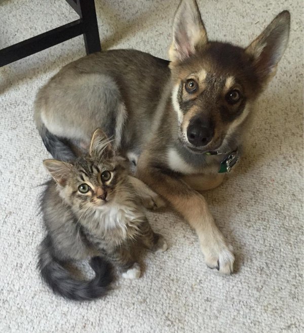 thedogreference's tweet image. What you get when you let your puppy pick out a buddy...#dogs #dogsrule #puppylove #PUPPY #kitten #like4like