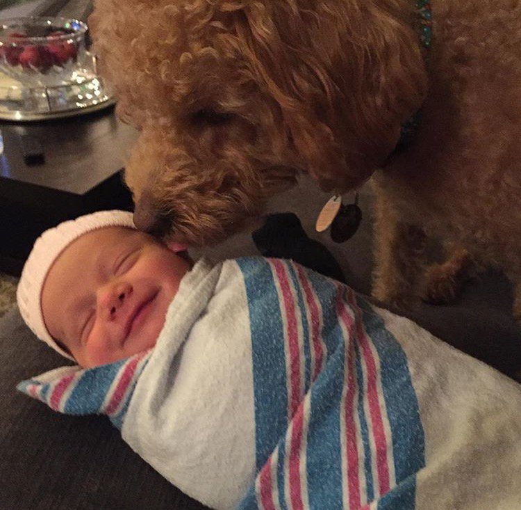 thedogreference's tweet image. All Smile