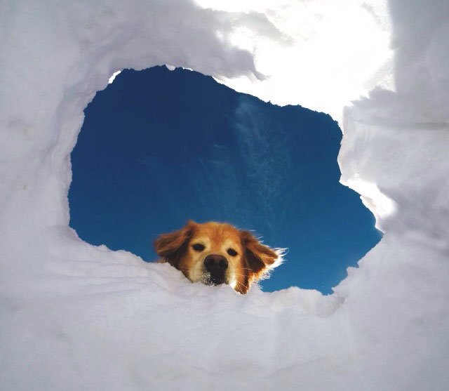 thedogreference's tweet image. This must be what the entrance to heaven looks like  #doglove