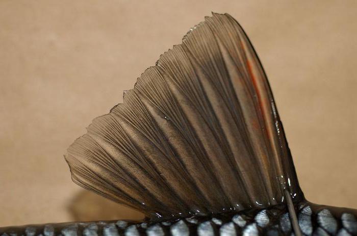 Зовнішня будова риби. Зовнішня і внутрішня будова риб. 
poradumo.pp.ua/cikave/62867-z…