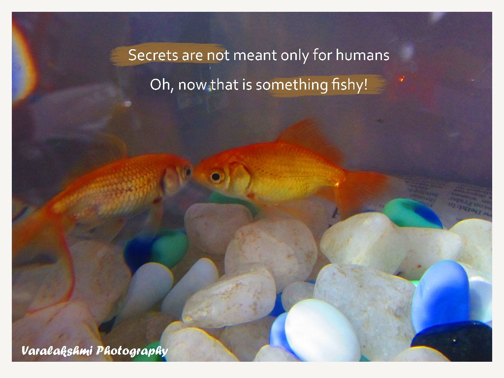 varasoundra93's tweet photo. My second pic . #mypets #sx400 #canon. Photography love https://t.co/UyQmCAt7Vd