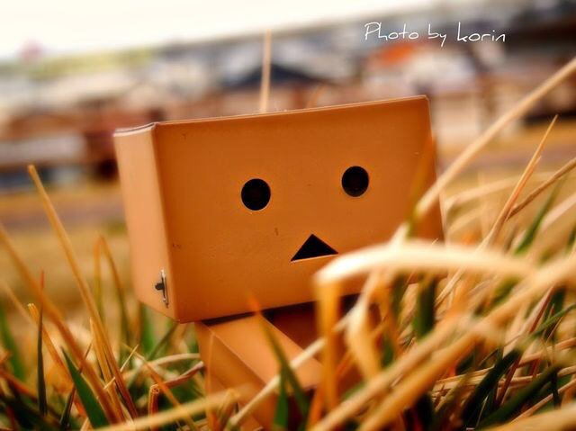 ダンボー写真bot Danboobot Twitter