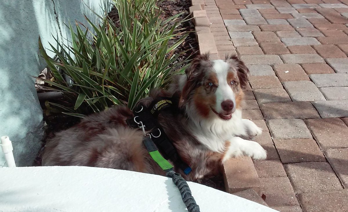 4pawsandabike's tweet photo. Look what's growing in the flower bed: It's a Murf! :) #dogs #dogsrock #MurfTheDog #rawfed  #preymodelraw #preymodel https://t.co/WzqDDKWs1l