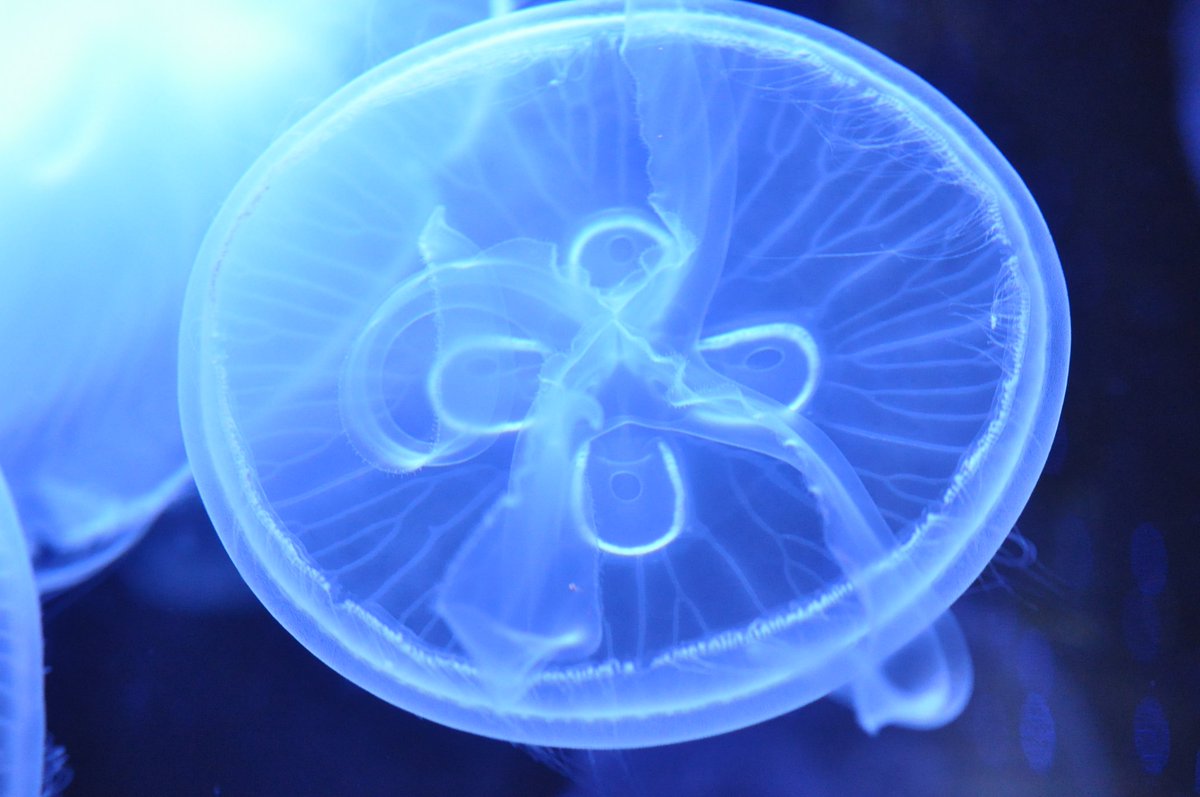 Uzivatel 新潟市水族館マリンピア日本海 Na Twitteru ミズクラゲ 暖流の旅 刺胞動物門 鉢虫綱 旗口クラゲ目 ミズクラゲ科 傘径30 程 世界中の海洋 体は四放射相称 傘周縁の触手 口腕 馬蹄形の生殖腺 生殖腺下腔 放射状導管 環状導管等の体構造