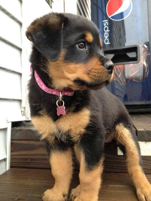 AnimalBlast's tweet photo. Rot Puppy https://t.co/xdb38XMI11