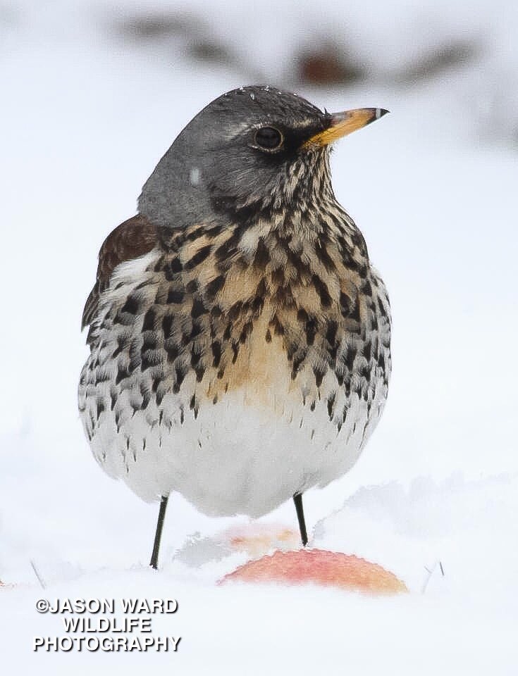 Jayward7's tweet photo. Stunning FIELDFARE, Harlow, Essex, UK. Last winter. https://t.co/RwzVXkZSTX