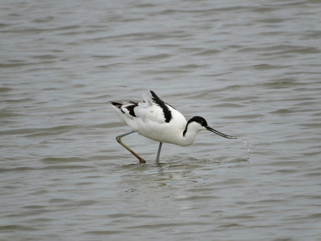Avocet taken in May this year at RSPB Titchwell Marsh Nature Reserve, Norfolk