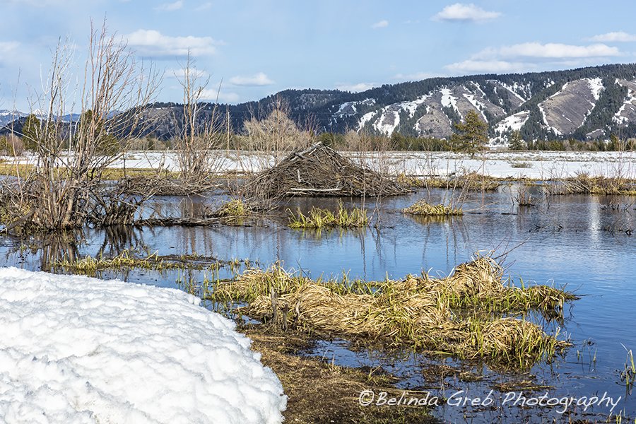 BelindaGreb's tweet photo. An architect among animals -Nice Digs! https://t.co/qOfjsoiZaR #beaverden #Wyoming #GrandTetons #beaverpond https://t.co/wxrczA0lbk
