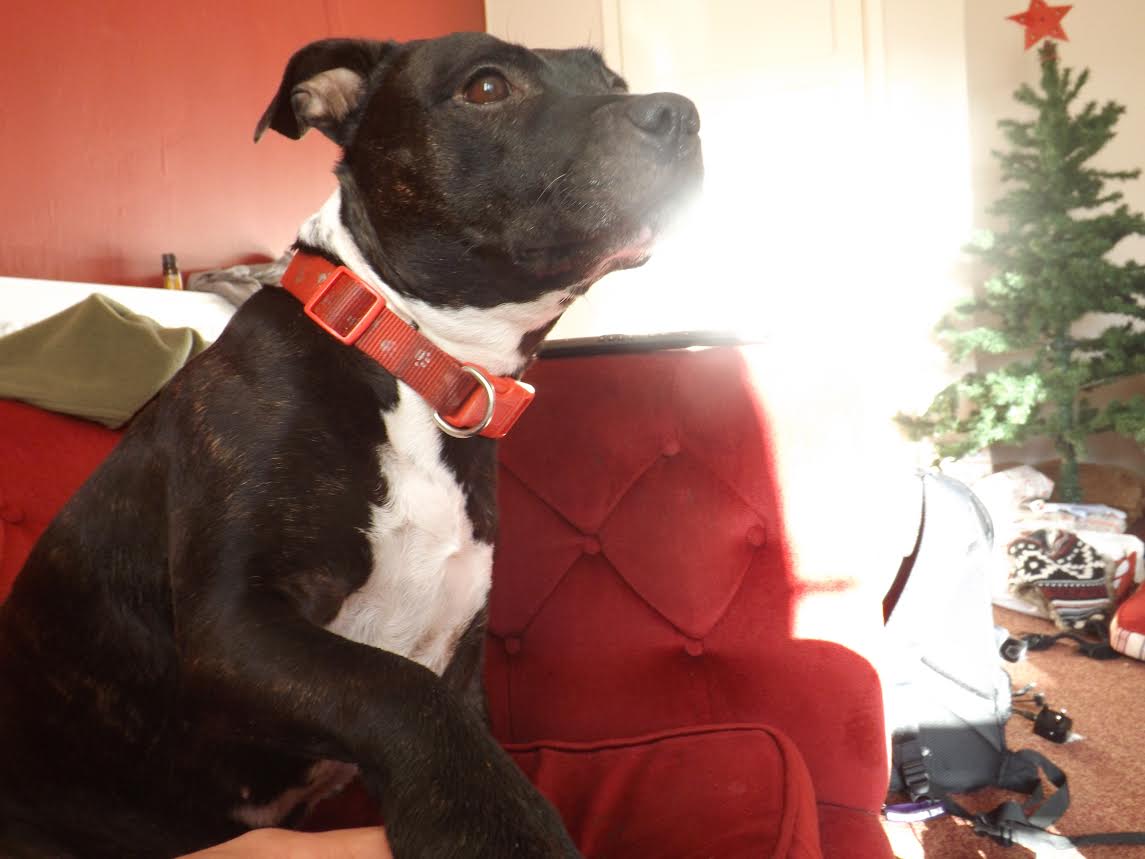 Greenleaf Animal Rescue tweet media