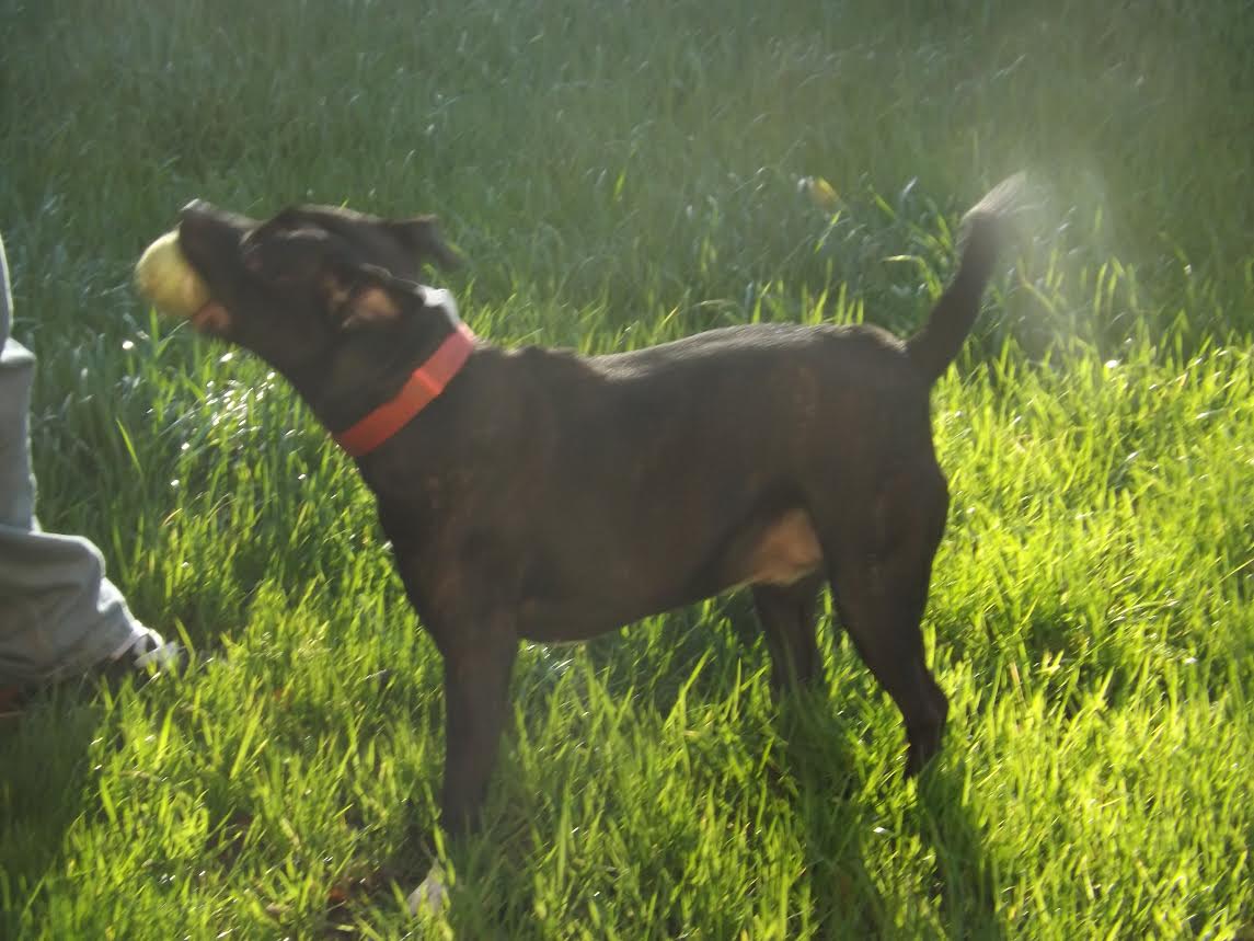 Greenleaf Animal Rescue tweet media