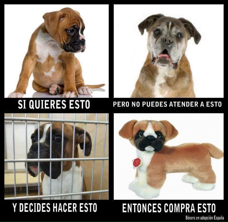 vegetarianspain's tweet photo. #perros #mascotas #elnoloharia #animalista https://t.co/BodUaBDkwo