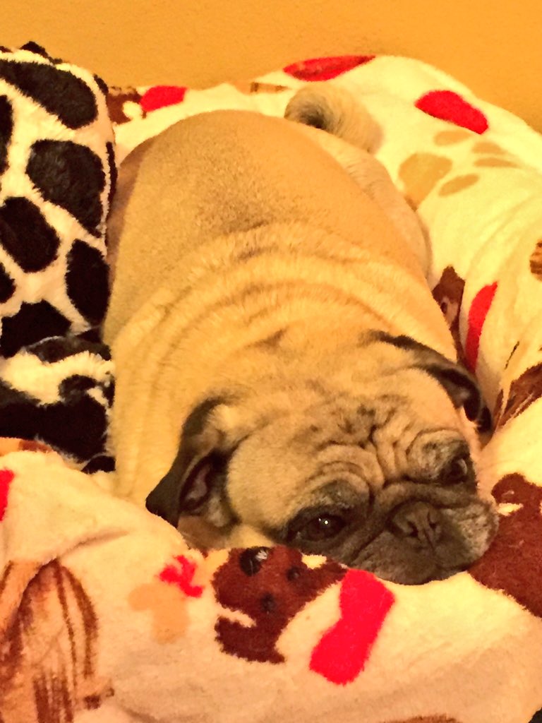 Does anyone else feel like this today? #puglife
