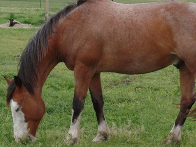MeridianFalls's tweet photo. #Joker is a #16HH broke #playday 9 year old #gelding. https://t.co/W0f96zwH8r