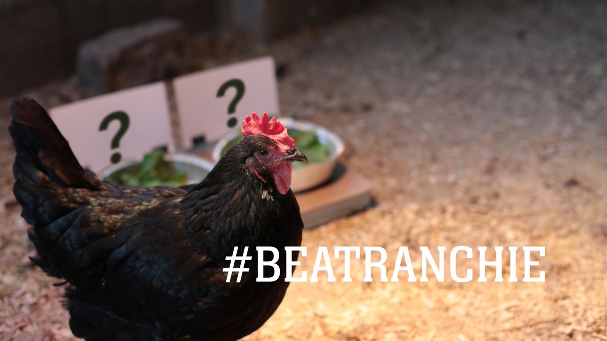 Ranchmate's tweet photo. Ranchie's pick debut starts tomorrow. Make sure to compete against Ranchie at https://t.co/idvD9bsDrT #BeatRanchie https://t.co/9QnR951aGs