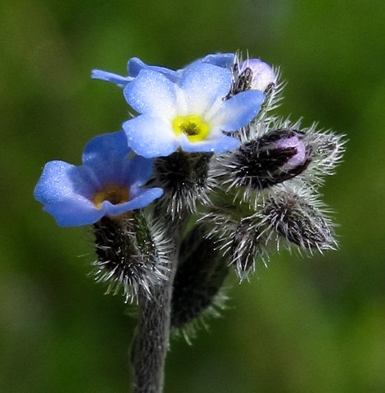 ClaireSylvestre's tweet photo. Forget Me Not...
Myosotis hérissé
#Finaliser https://t.co/XZTvZ2abI7
