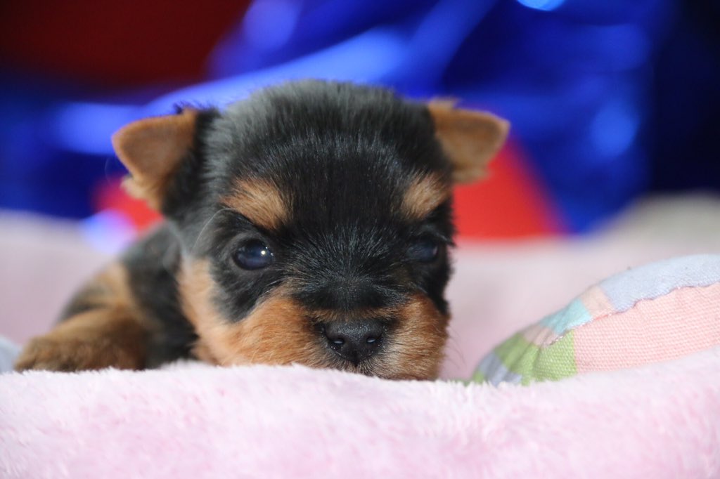 Domaine De Daikario Domainedaikario Twitter