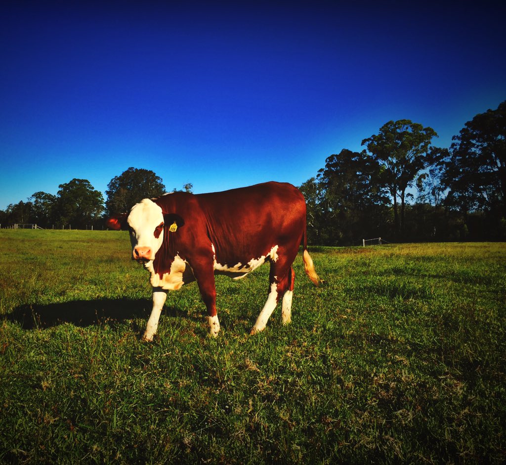 Joshua Gilbert tweet media