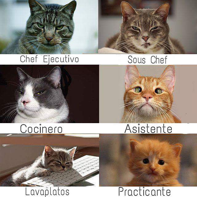 Baladiarestaura's tweet photo. Equipo de cocina https://t.co/NdDrqOtnAg