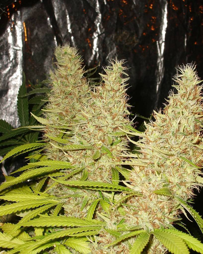 DukeofErb's tweet photo. #jackscleaner from #tgagenetics
Pheno1
#mmj #weed #marijuana #pot #highsociety #weedporn #nugs #highlife #hightim⦠https://t.co/r7FZi595QX
