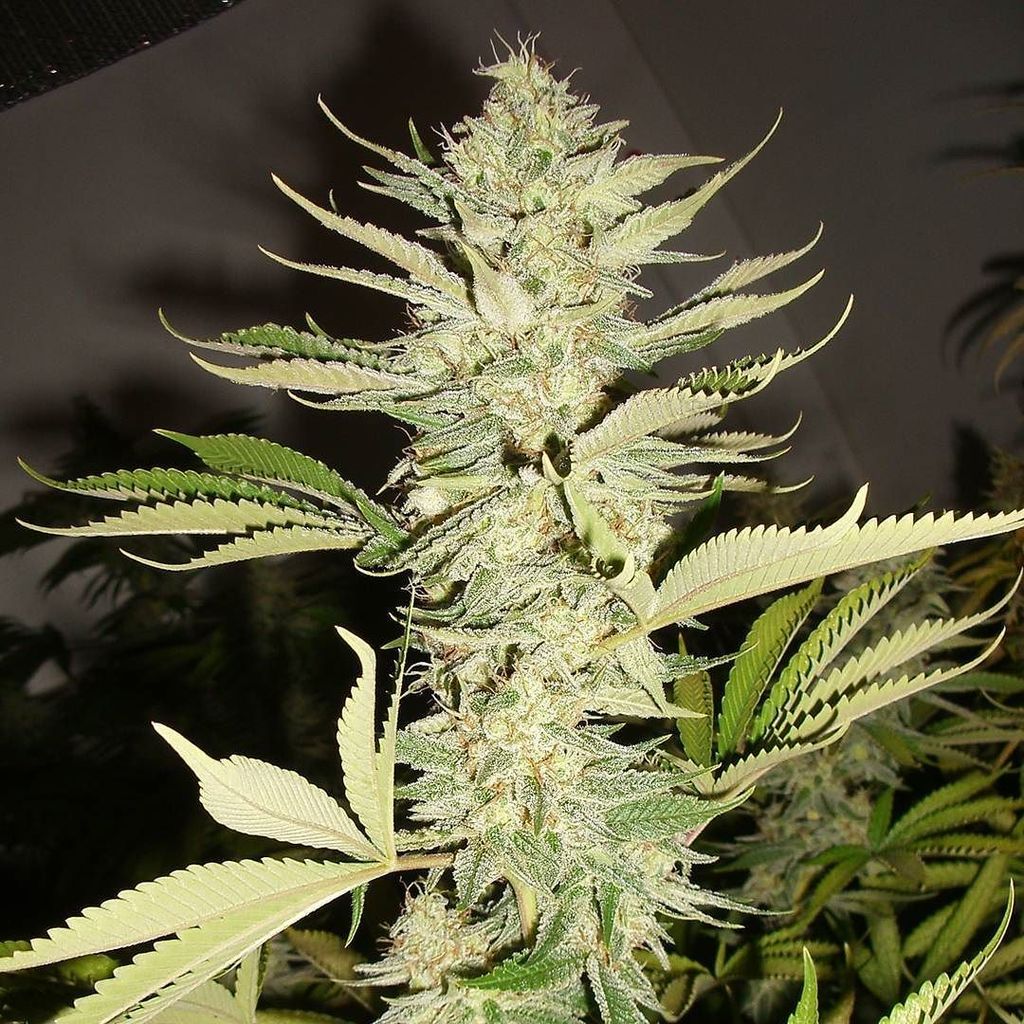 DukeofErb's tweet photo. #jackscleaner from #tgagenetics
Pheno2
#mmj #weed #marijuana #pot #highsociety #weedporn #nugs #highlife #hightim⦠https://t.co/Y7uXds0dqi