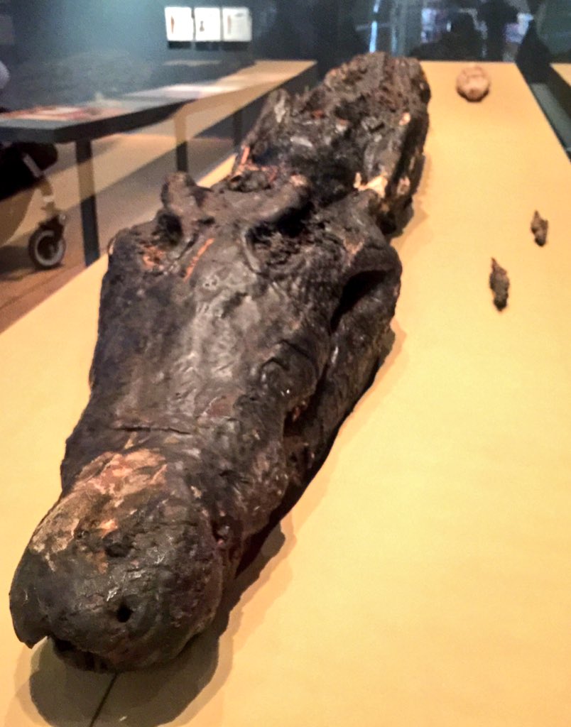 𝖸𝗈 𝖮𝗄𝖺𝖽𝖺 大英博物館の特別展 ワニのミイラ 古代エジプトではワニは神だったという Ctスキャンした中身もcgで展示 2月21日まで 入場無料 T Co M0ro5u6eus T Co Zn8oznxfav Twitter