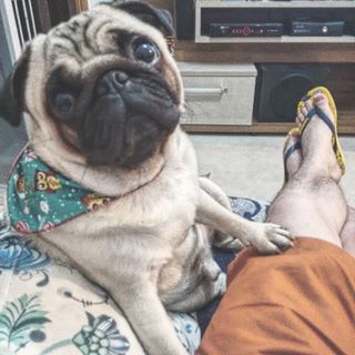 Joy_PhotoCam's tweet photo. Cheirosinho, curtindo a noite com o papai. #instaDINHO #Amarante #pug https://t.co/4PKaAypCkX https://t.co/GtwUn2VKLF