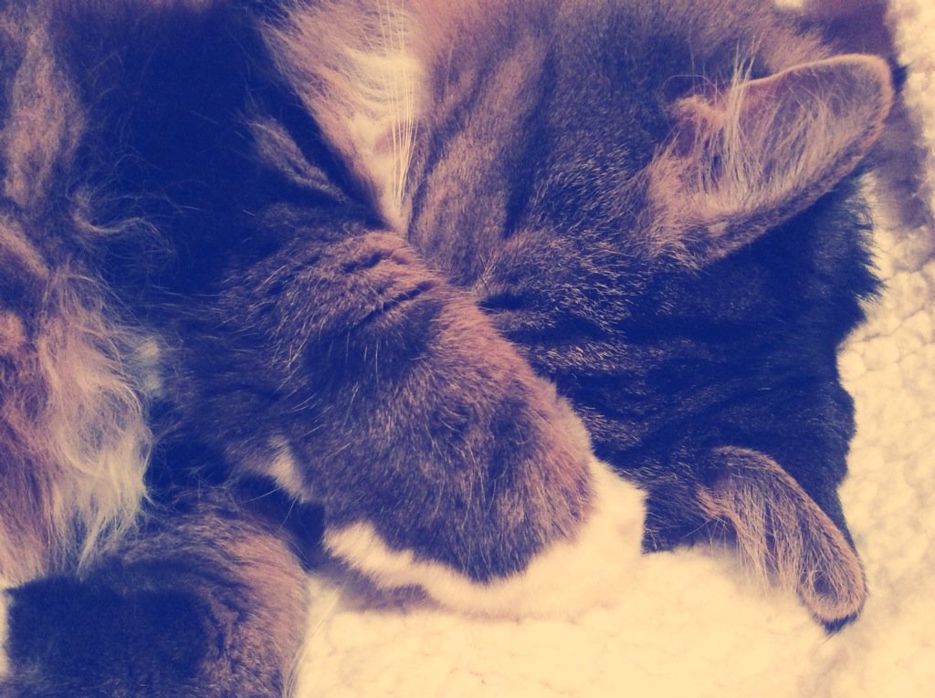 ellyjepey's tweet photo. Baby garl ๐๐ #Fifus @gabbyjamesmurs https://t.co/QcVqqob2ew