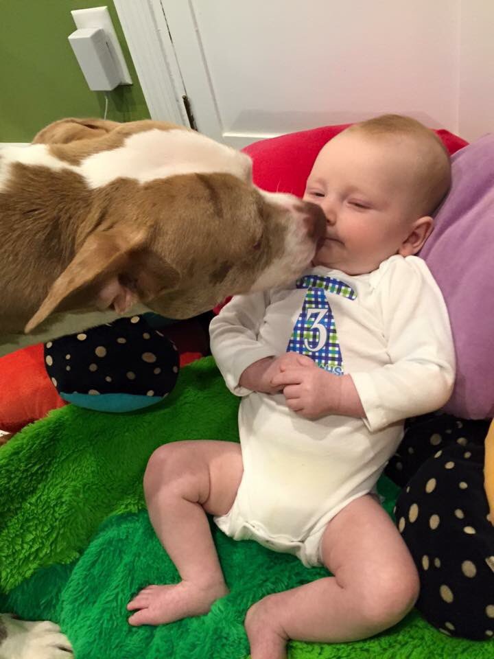 heartsofgoldpit's tweet photo. Daisy Diamond & Oliver #adoptDaisy #heartsofgold https://t.co/TOPPpWeDz0