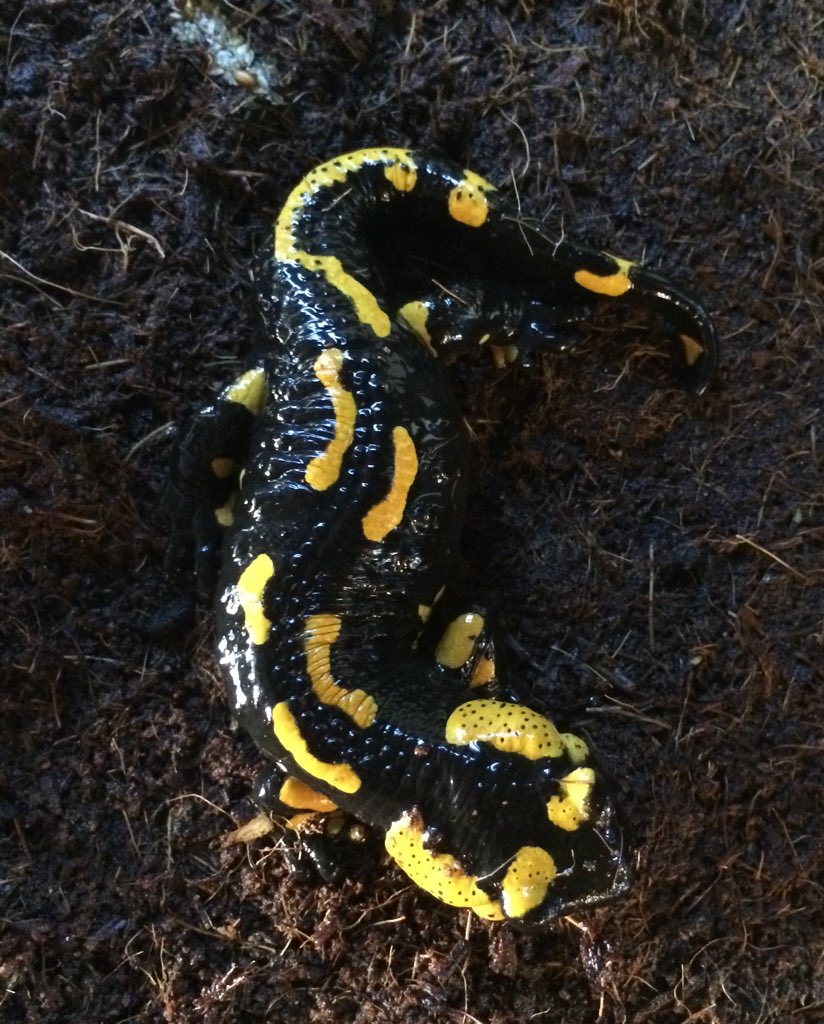 かえる処ｇａｍａ ファイアサラマンダーです 毒々しい色合いとは裏腹に性格も大人しく飼い易いです つぶらな瞳が可愛いです イエコやシルクワームを食べております 100にて販売中です T Co Nvobl2xuy5