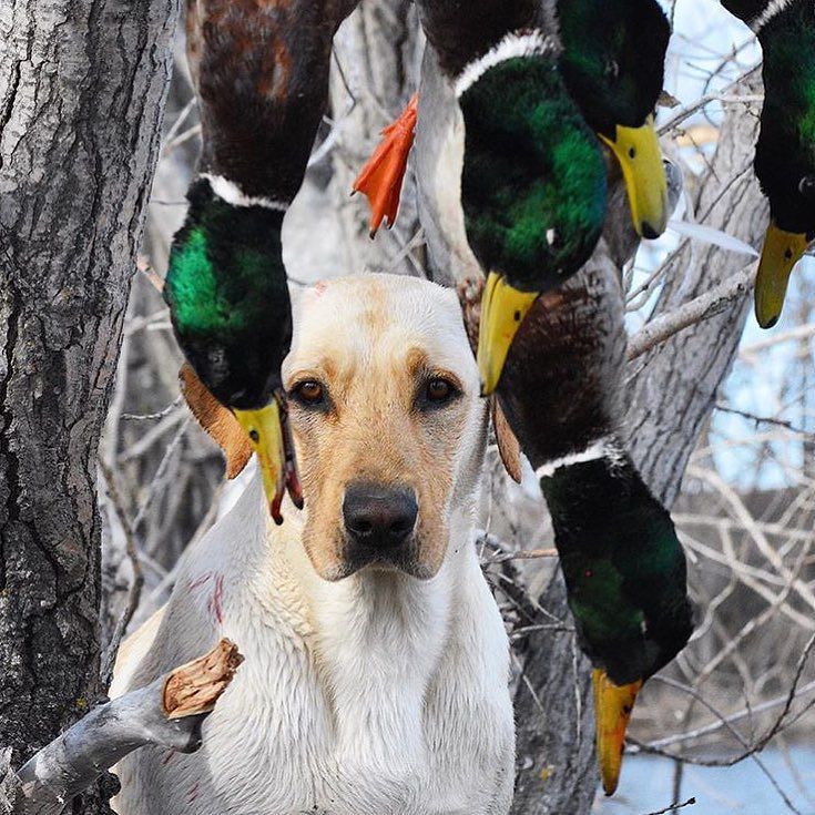 Hunts4Chocolate's tweet image. RT: If you love #duckhunting &amp;amp; @drakewaterfowl gear!