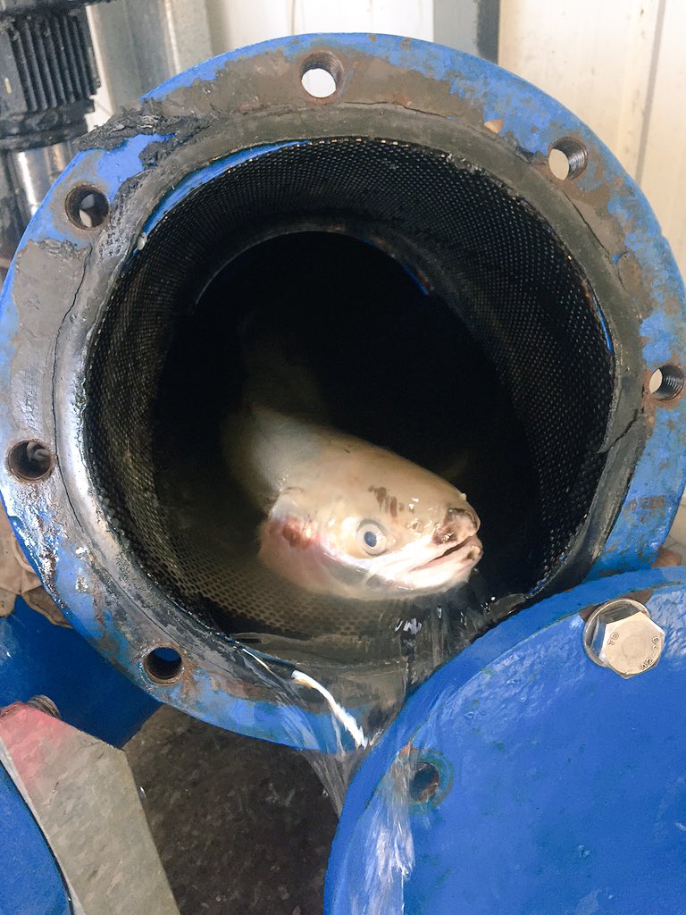 sam_burrill's tweet photo. You know the dam is getting low when you start pulling these out of the pump filter #dry #norodrequired https://t.co/rqobFFZ5ag
