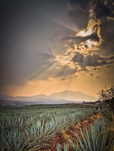 resquivemx's tweet photo. Paisaje agavero en Tequila, Jalisco. https://t.co/R2cnkOiiLO