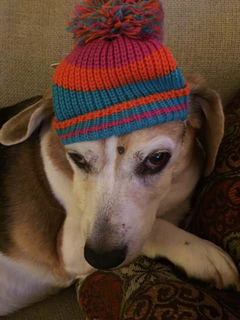 BiddyTheBeagle's tweet photo. Chilly night! #beagle #beaglesoftwitter #christmasbeagle #rescuedog @TheRealWacha https://t.co/5O4onhvuJa